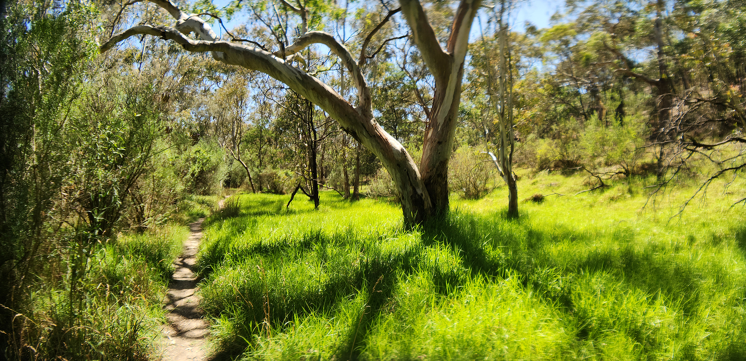 Solo walk around the river came to this lush grassy area with a beautiful tree and path leading into the distance